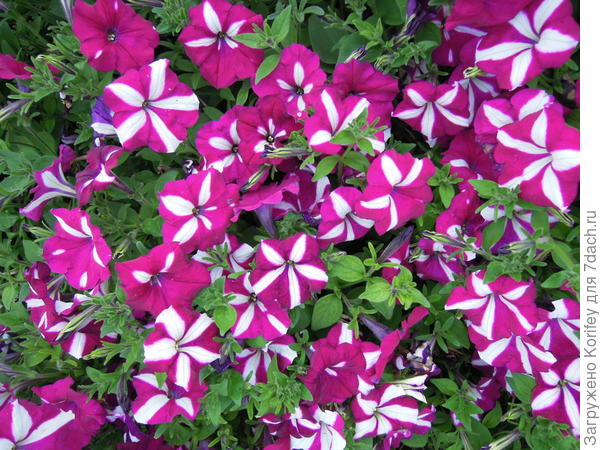 Супертуния Бургунди Стар