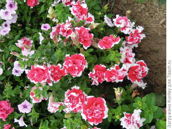 махровые красно-белые петунии Пируэт Ред F1