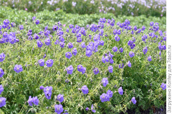 А эта вообще вне конкуренции. Большая и яркая