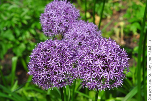 Лук высочайший, или анзур (A. altissimum)