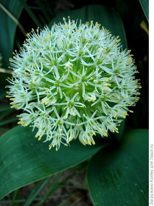 Кстати, расцветает он гораздо более в желтых тонах, а уже потом цветки немного розовеют. Красиво и декоративно смотрятся и семенные коробочки