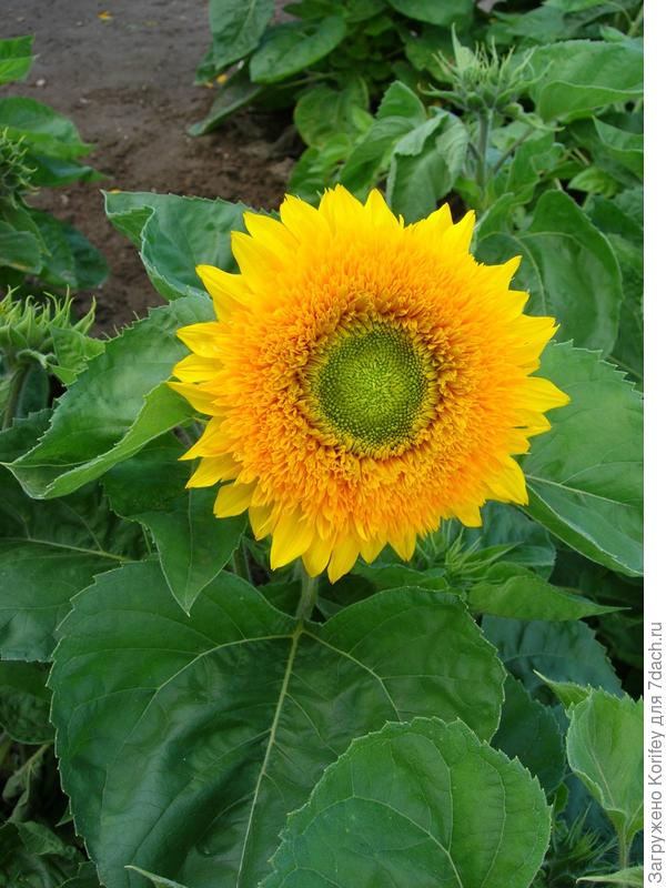 Плюшевый мишка