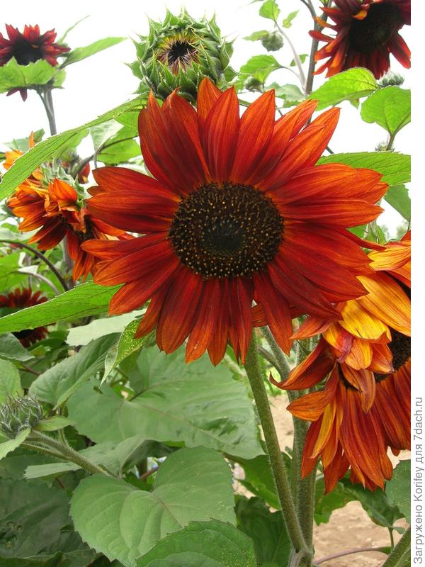 Красно Солнышко F1