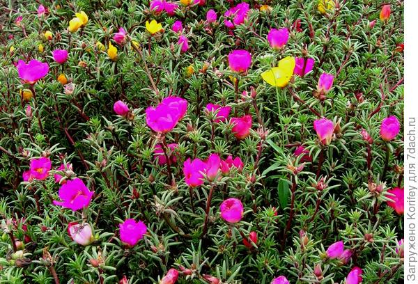 немахровые