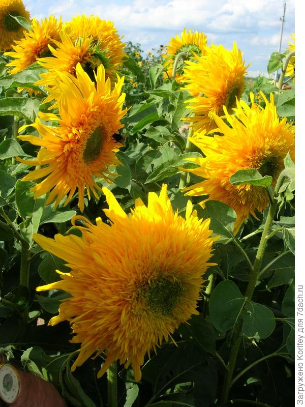 Этот точно не помню, возможно тоже Плюшевый мишка