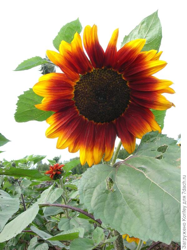 Pro Red - Lemon Bicolor F1