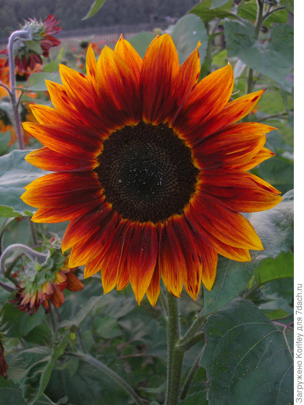 А смотрите, как красиво смотрятся эти подсолнухи в сумерках ))))