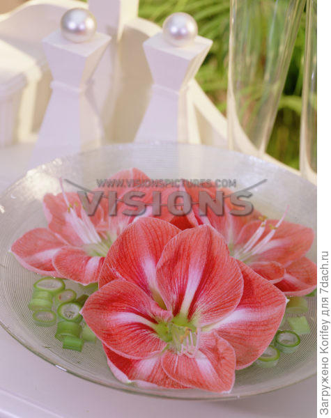 Фото тоже с сайта www.visionspictures.com