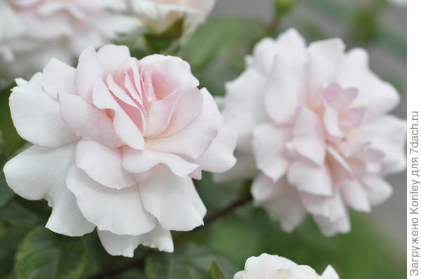 A Whiter Shade Of Palе, TH, Fryers, 2006. Она расцветает светло-розовой, а потом становится чисто белой