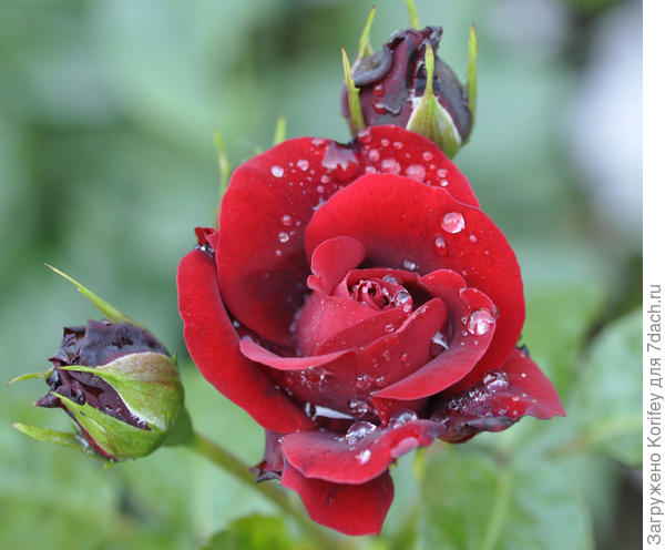 Faithful, Floribunda, Harkness, 1998