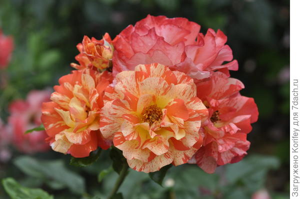 Alfred Sisley, polianta, Delbard 2004