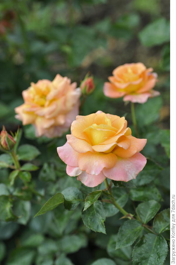 Britannia, TH, Fryers 1998