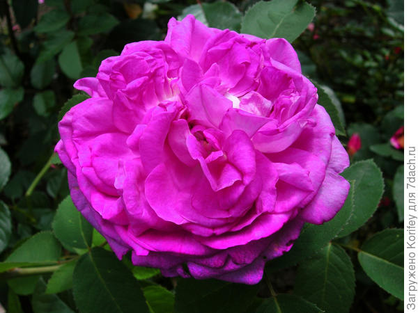 А ещё из "голубых"; очень красивые вот эти две - Reine de Violettes (HI), Historiche Rozen