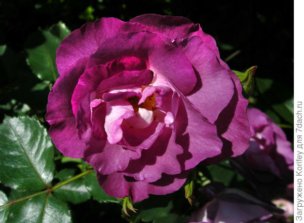 Она же - Blue for You