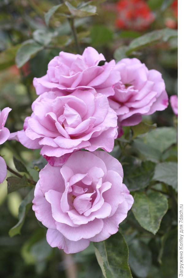 Moody Blue, Fryer&amp;#39;s Roses, 2008