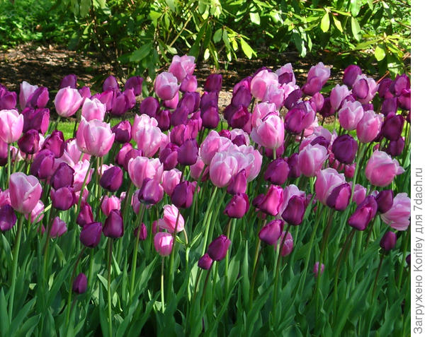 Он очень красиво смотрится при совместной посадке с сортом Purple Rain