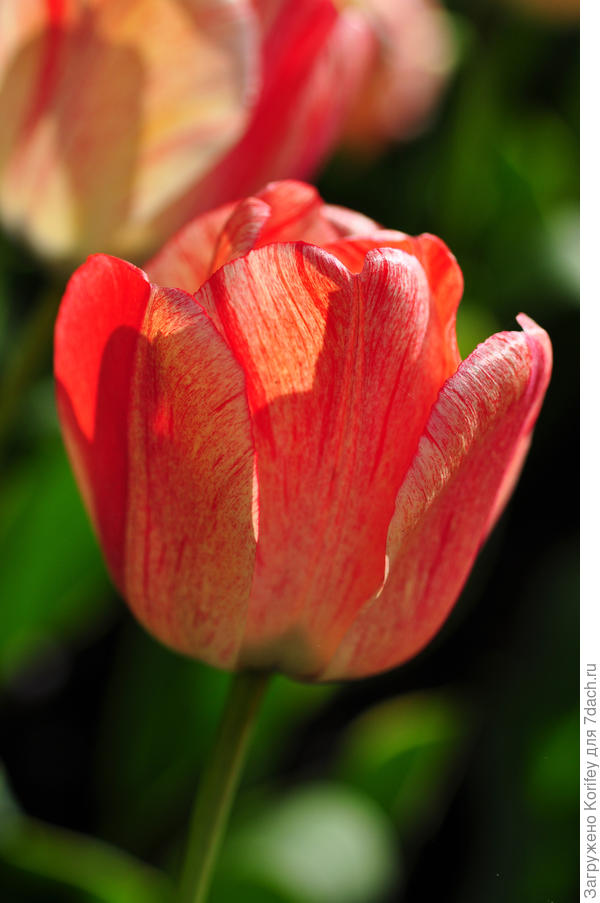 Есть очень красивый сорт Silverstream, но он очень отличается по окраске в первый день и дней через 3-5, как он смотрится в массовой посадке смотрите ниже