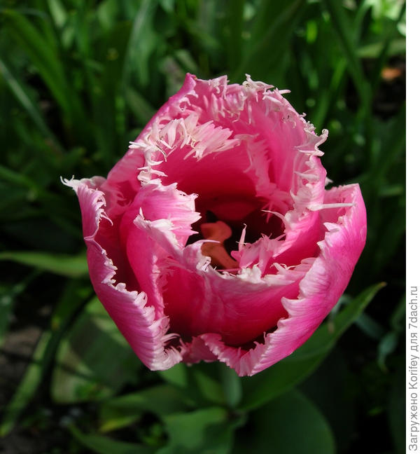 Бахромчатый Siesta