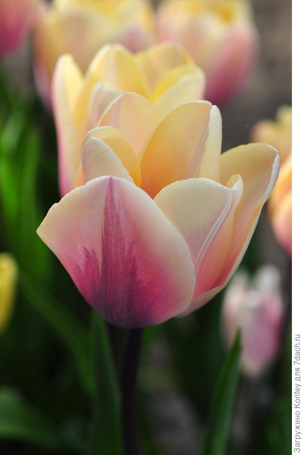 Очень необычная окраска у сорта Sweet Love, голубые тона обычно редко встречаются у тюльпанов