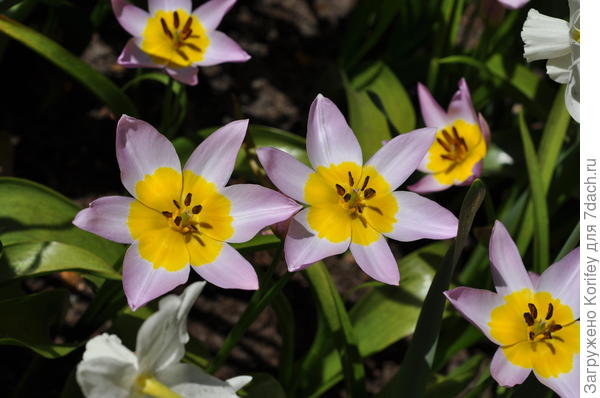 Ботанический сорт Saxatilis