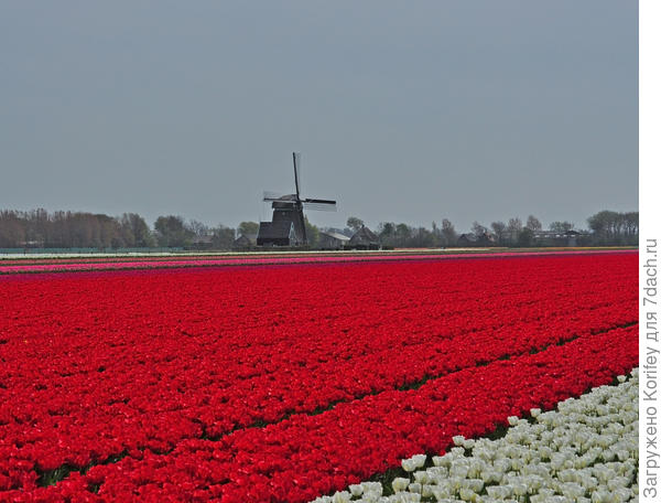 А вот как смотрятся в массовой посадке сорта Sybilla (красно-алый) и Clear Water (белый)