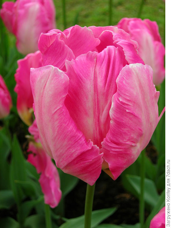 Попугайный сорт Sexy Lady