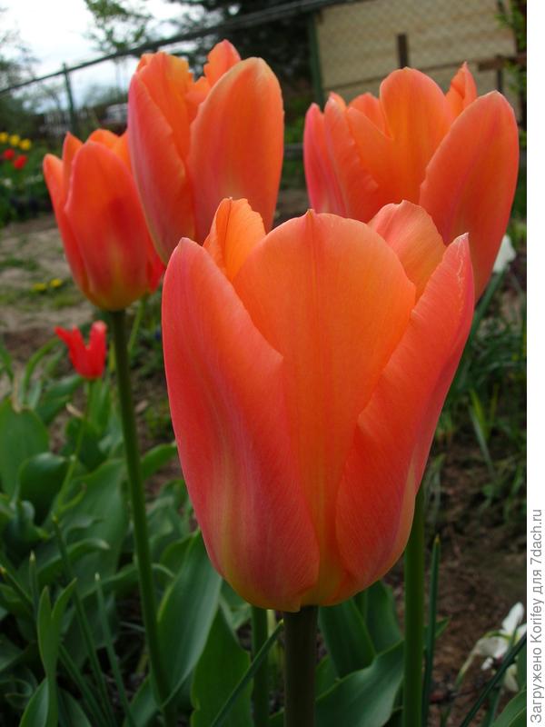 Сорт Salmon Emperor