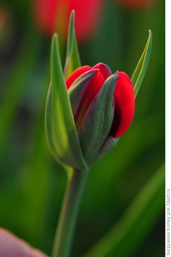 Сорт Shintaku (в России продается как Красная роза) в бутоне