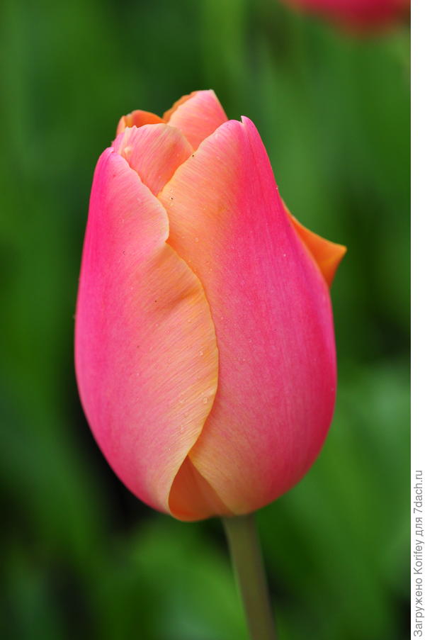 Сорт Salmon Pearl