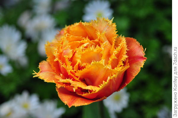 Он же (Sensual Touch) на 3-4 день цветения