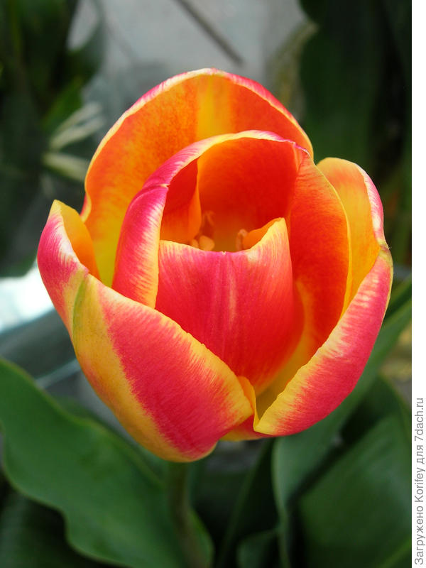 Триумф Showbizz