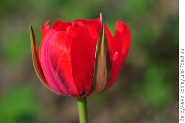 Он же (Shintaku) в полном роспуске