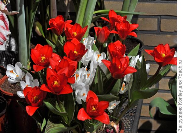 Сорт Shouvinner (Победитель конкурсов в переводе), очень ранний тюльпан, цветет обычно вместе с крокусами, в Подмосковье это обычно 20-е  числа апреля