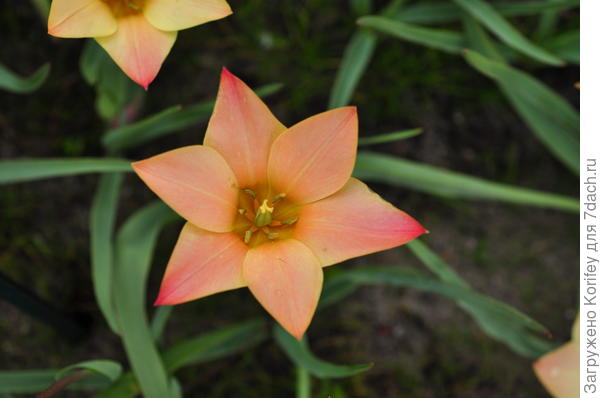 Ботанический тюльпан Shella (Clusiana)