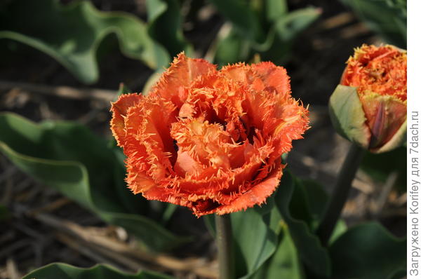 Бахромчатая махрушка Sensual Touch в роспуске