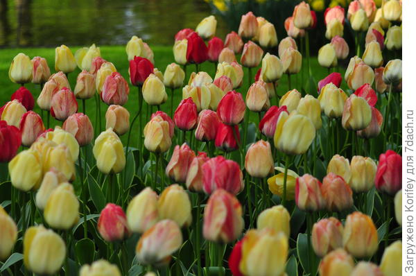 Сорт Silverstream в массовой посадке