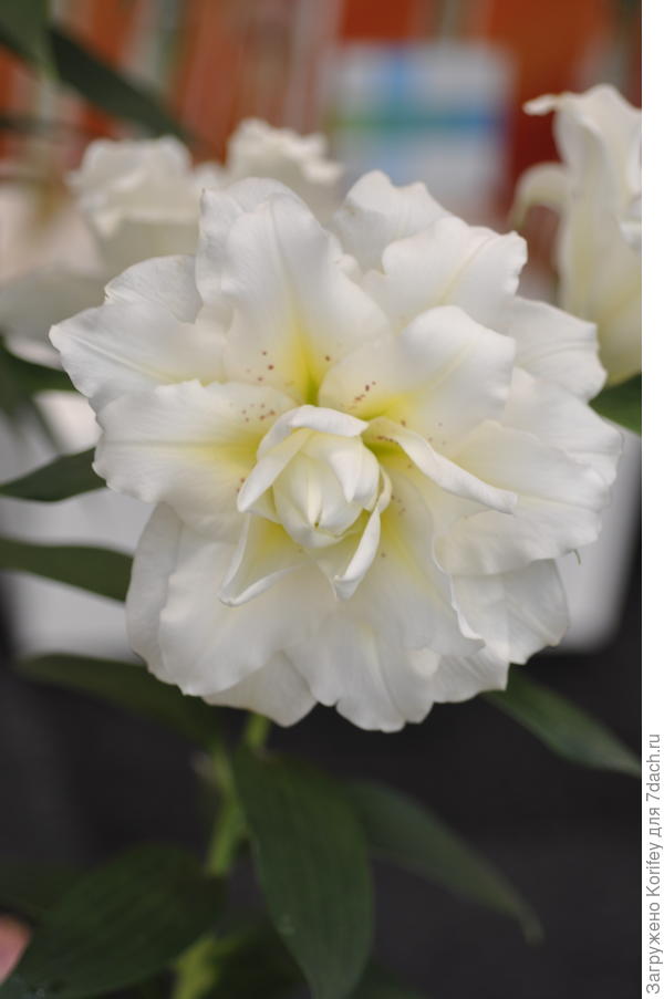 И лилии розы Омника и Рамона