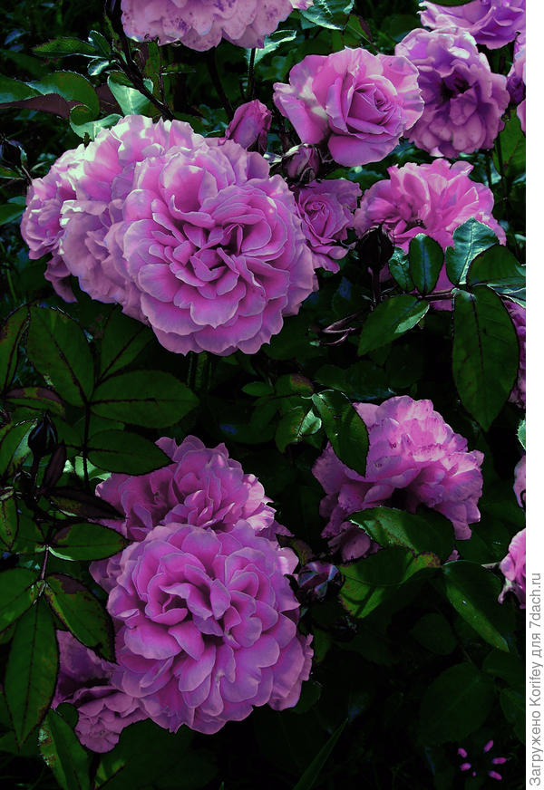 Сорт Purple Rain