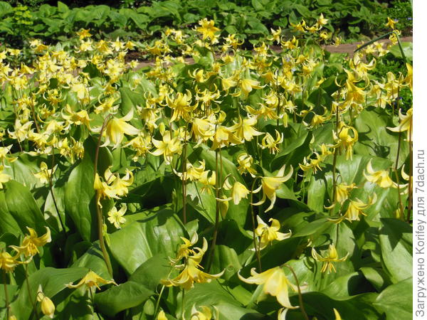 Или небольшая лужайка или речка из полусотни - другой кандыков