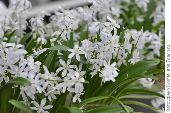 В ручейке будут красиво смотреться и белые сциллы