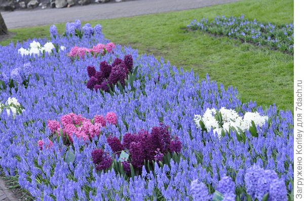 А вот другой сорт, но с яркими вкраплениями гиацинтов
