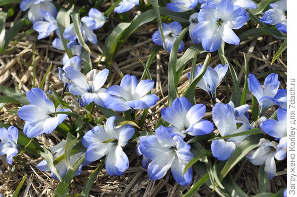 Тоже чилийские крокусы