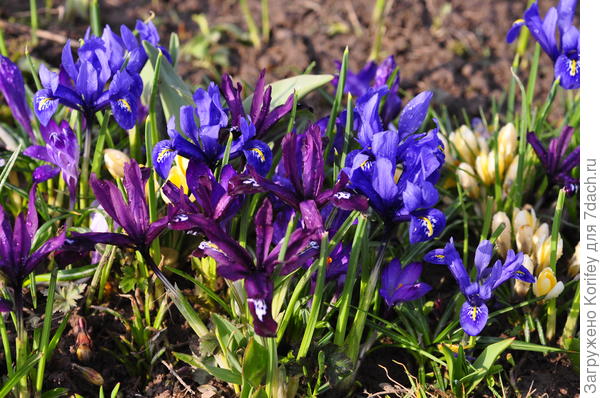 Ирисы сетчатые зацветут у Вас недели за 2.5-3 до начала основного цветения тюльпанов и мускари