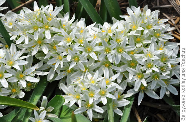 Ничем не хуже на куртинках, бордюрах или в &quot;ручейках&quot; будет смотреться и птицемлечник, ифейоны, сциллы и т.д.