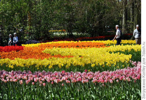 Вариант просто с тюльпанами - сорта Parade, Golden Parade, Apeldoorn&amp;#39;s Elite и Pink Impression, все Дарвиновы гибриды