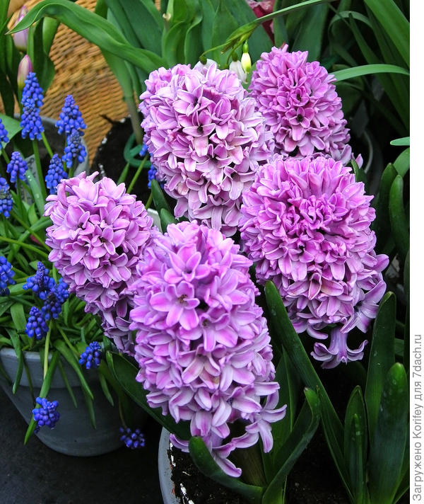 Сорт Miss Saigon на фоне синих мускари
