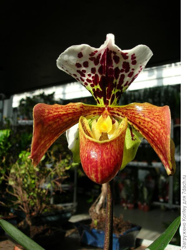 Ещё один красивый &quot;башмачок&quot;