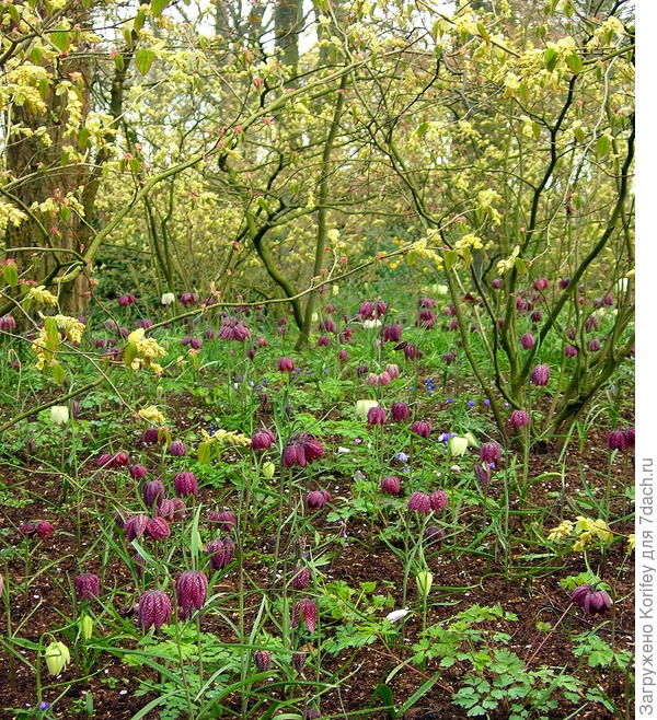 Или просто на весенней опушке