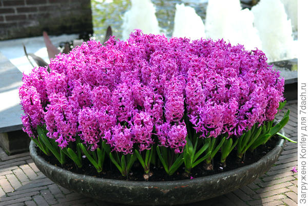 Сорт Purple Sensation в большой напольной вазе. Но ничуть не хуже будет смотреться и в бордюре или &amp;quot;ручейке&amp;quot;