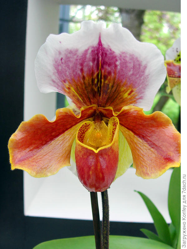 Paphiopedilum, один из американских гибридов